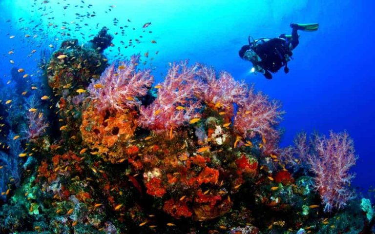 Must visit Dive Spots in India