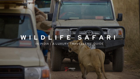 Best Wildlife Safaris in India | Must-Do Winter Safari For Families