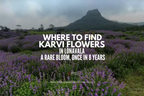 Karvi Flowers In Lonavala | Where To Find, About Them, Rare Bloom