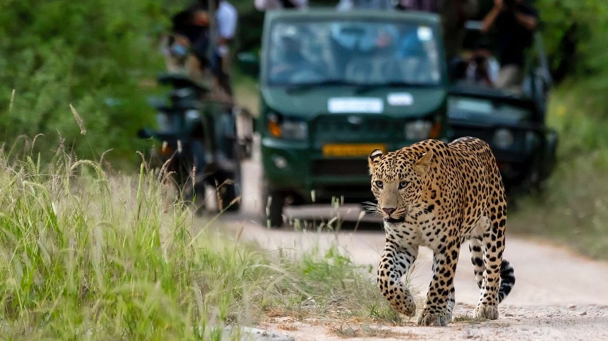 jhalana safari