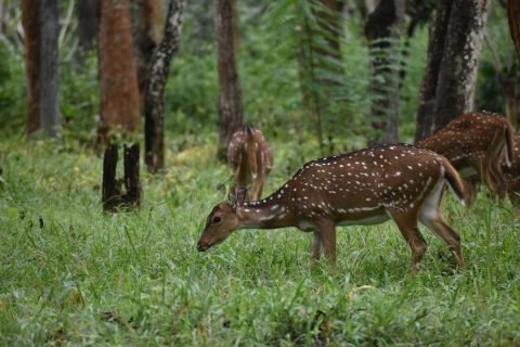 Bandipur National Park: How to Reach, Safari Cost and Everything to Know 