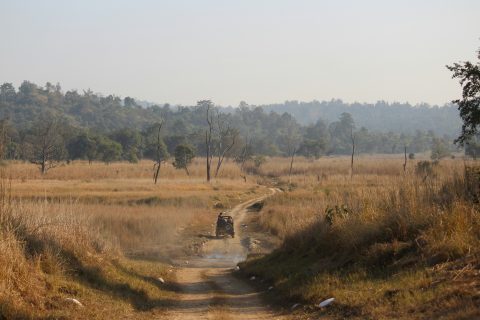 Rajaji National Park: How to Reach, Safari Cost and Everything to Know 