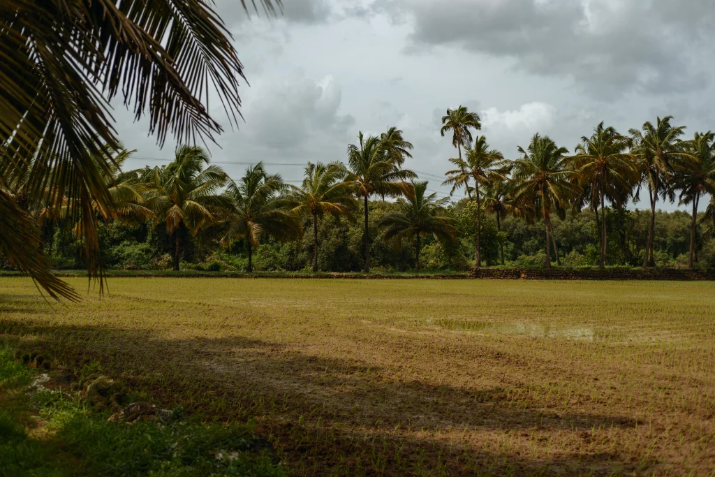 moira-north-goa-guide