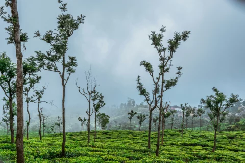 A Peaceful Coonoor Getaway For The Holiday Season