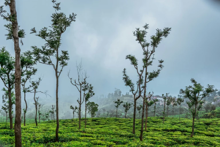 A Peaceful Coonoor Getaway For The Holiday Season