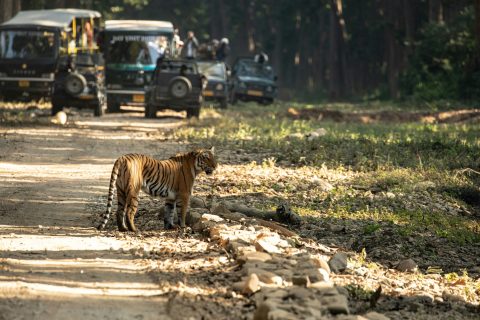 Explore Jim Corbett in 2025: Best Months, Safari Seasons & Tiger Spotting Tips