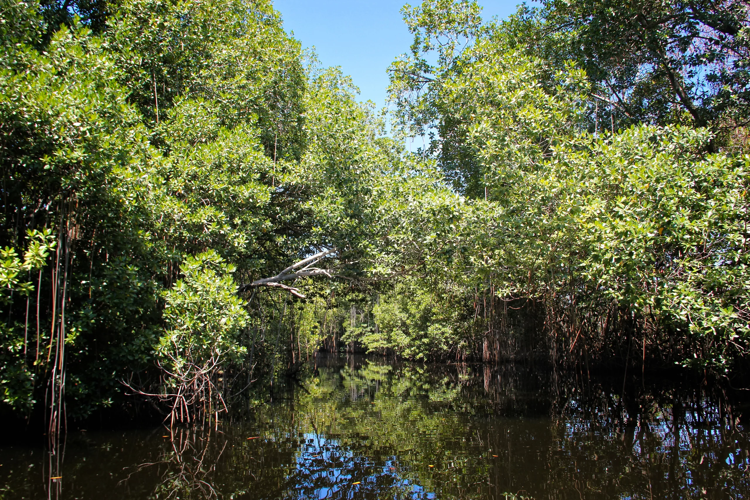 Morjim mangroves kayaking with birdlife