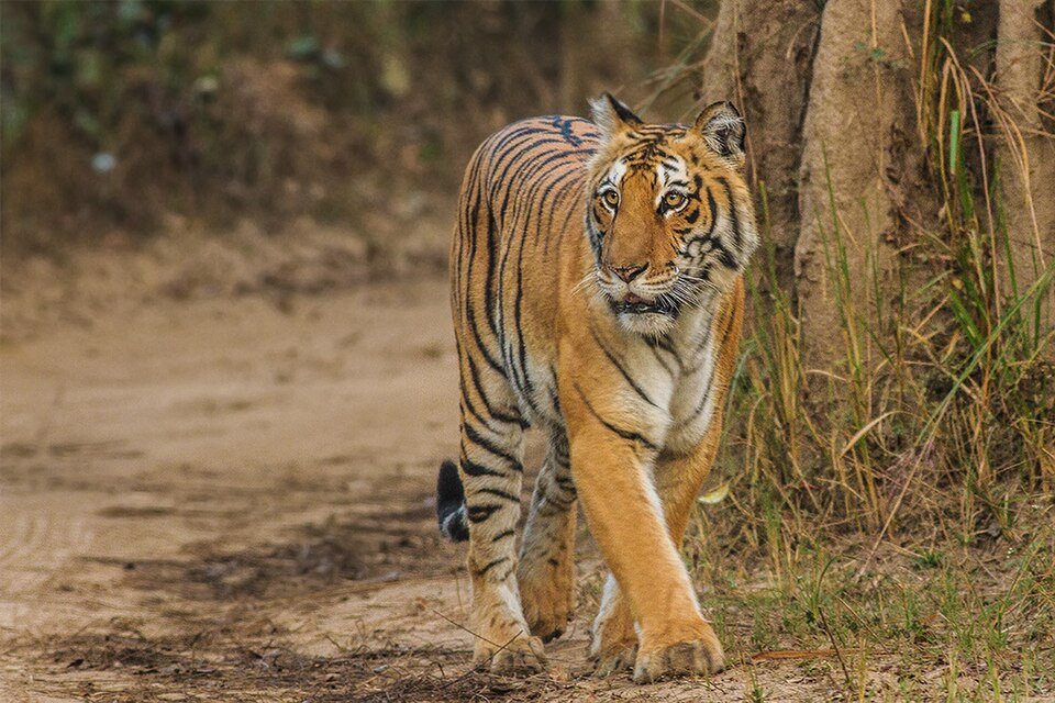
Bengal-Tiger_Corbett_Uttarakhand
