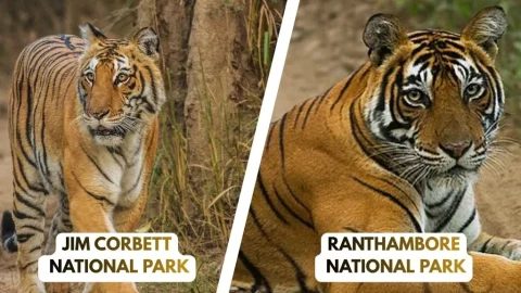 Jim Corbett vs Ranthambore: Which National Park Should You Visit?
