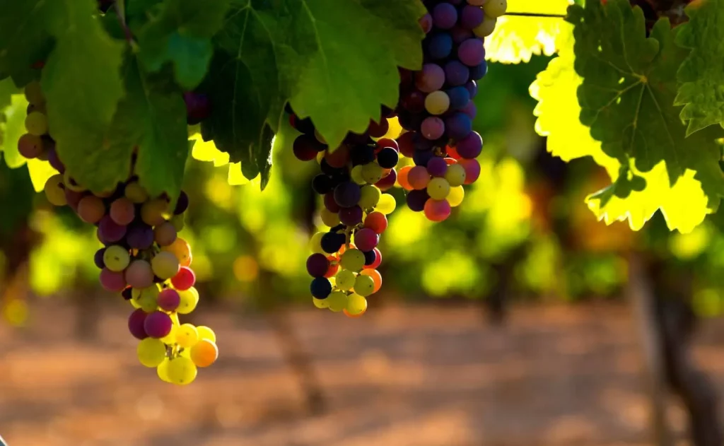 Wineries Near Goa