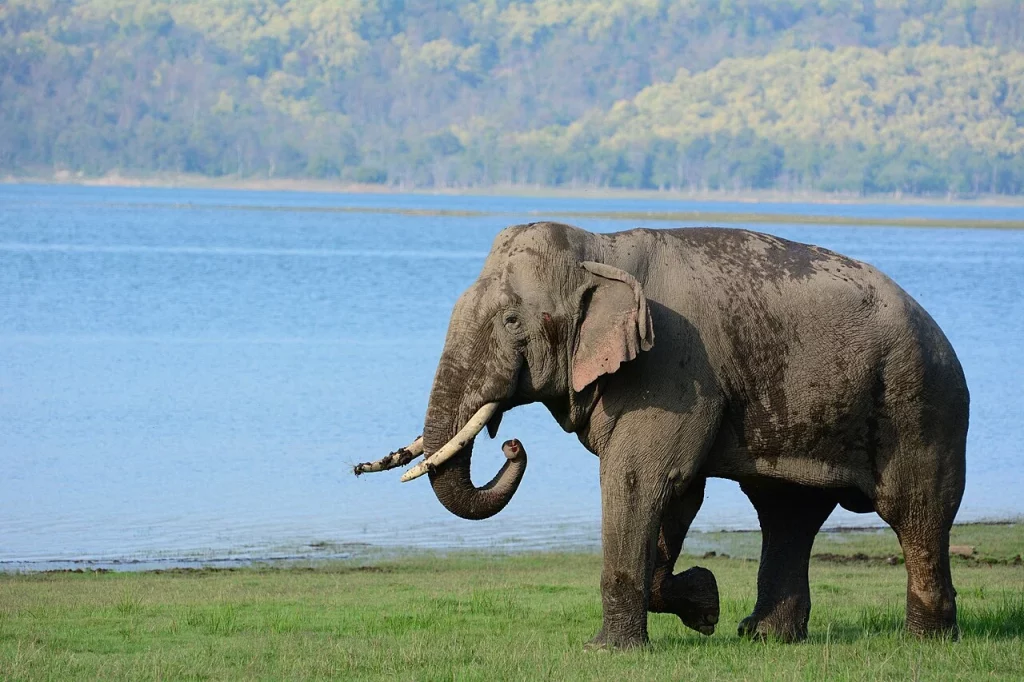 tusker elephant on the bank of the ramganga river