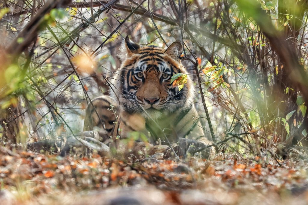 jim-corbett-guide-2026