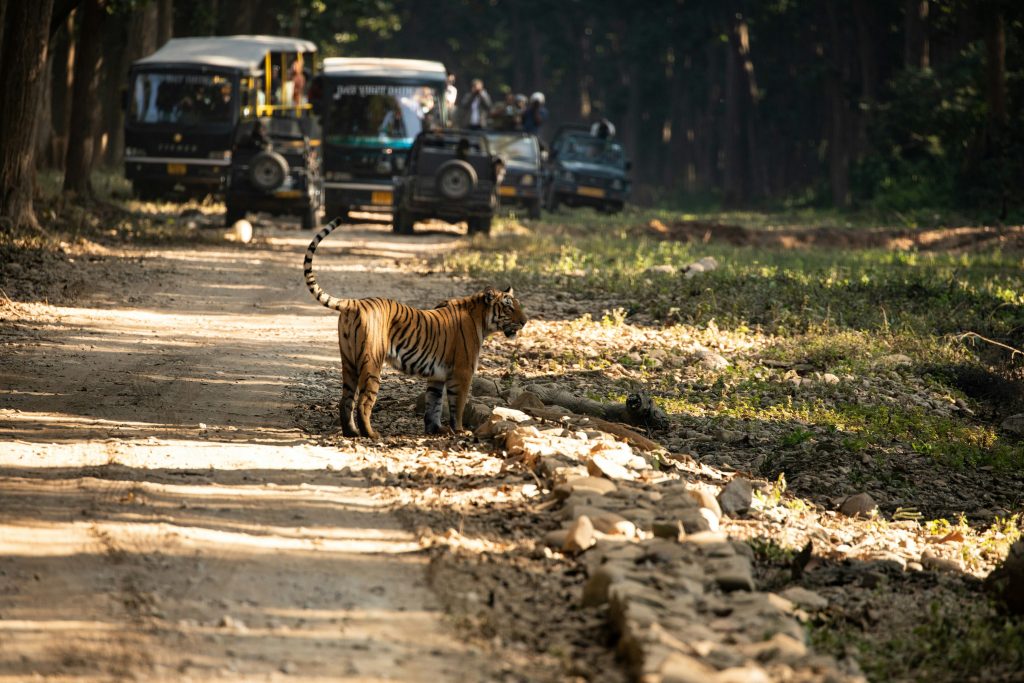 Early morning jeep safari inside Jim Corbett National Park