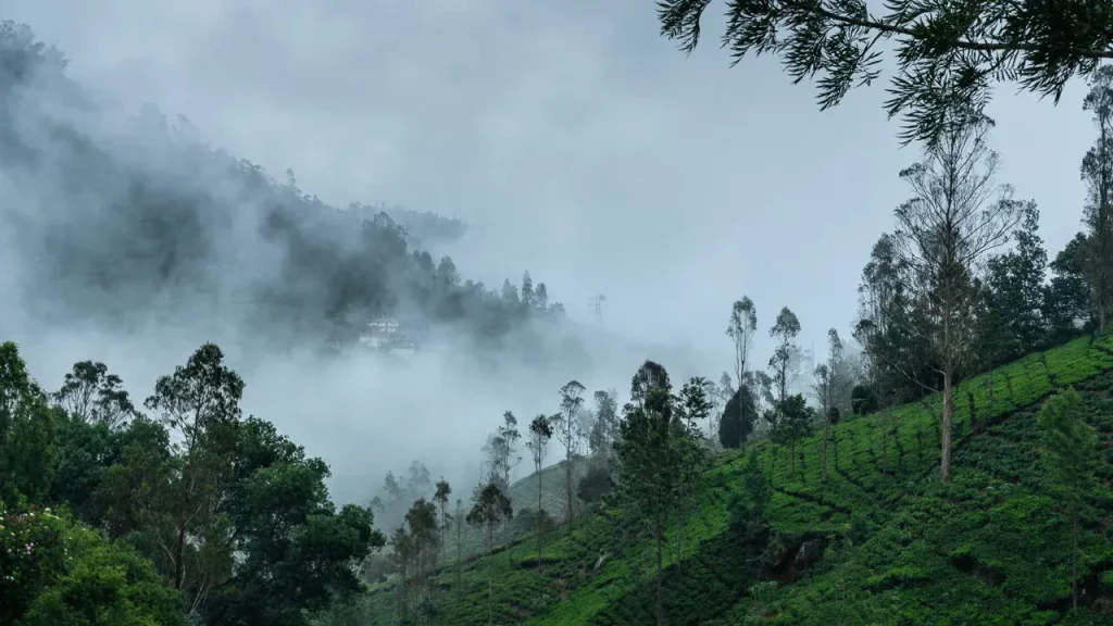 Misty morning view from a private villa in Coonoor