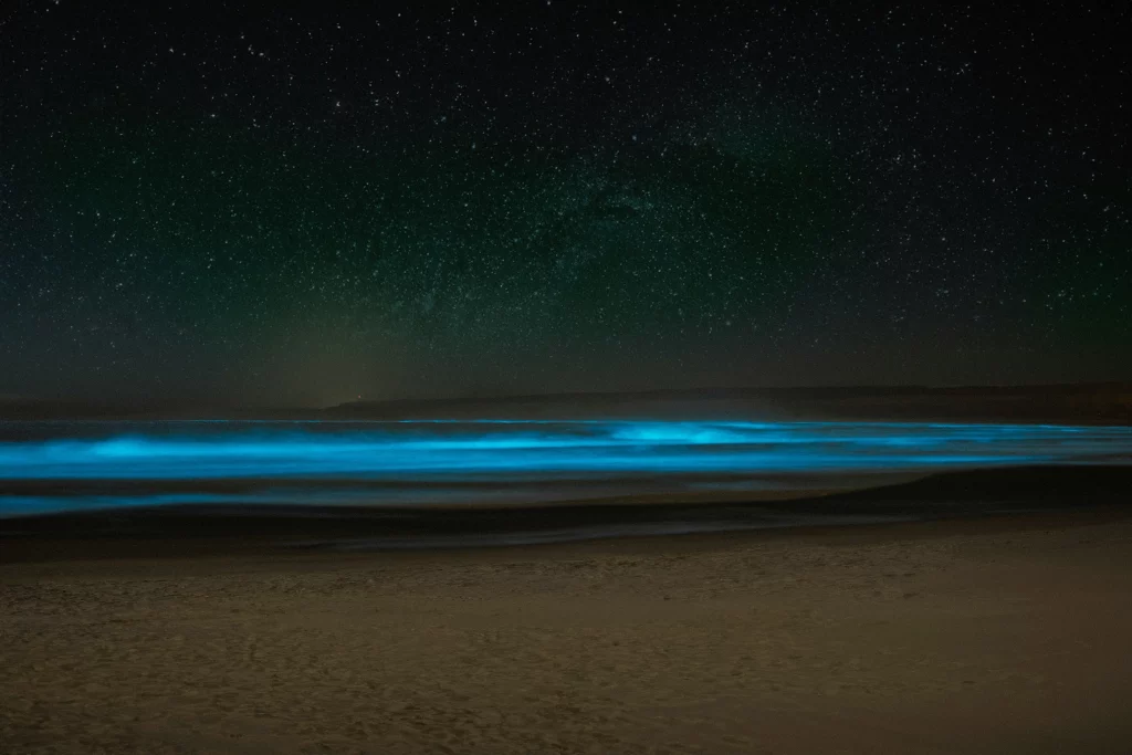 bioluminescent beach at night