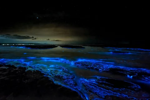 Complete Guide To Bioluminescence In Goa