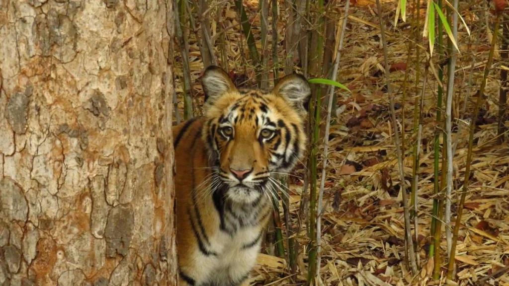tadoba-maharashtra